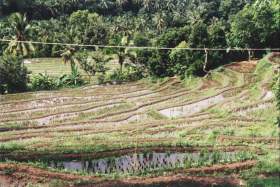 Reisfelder bei Pupuan