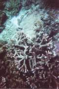 Unterwasserwelt - Korallen