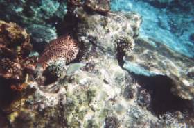 Unterwasserwelt von Nusa Lembongan